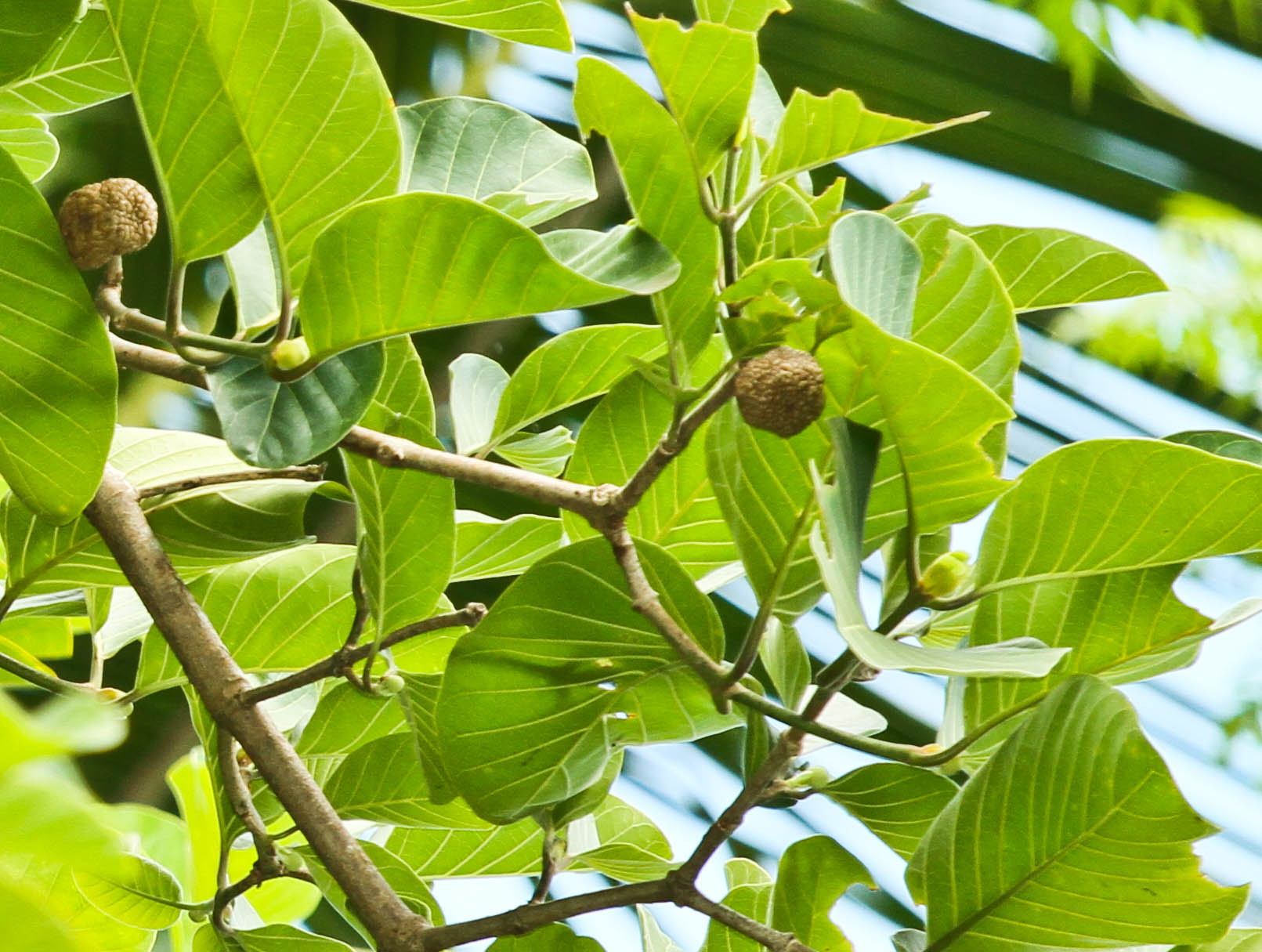 philippine-plants-101-ten-different-kinds-of-plants-in-the-philippines