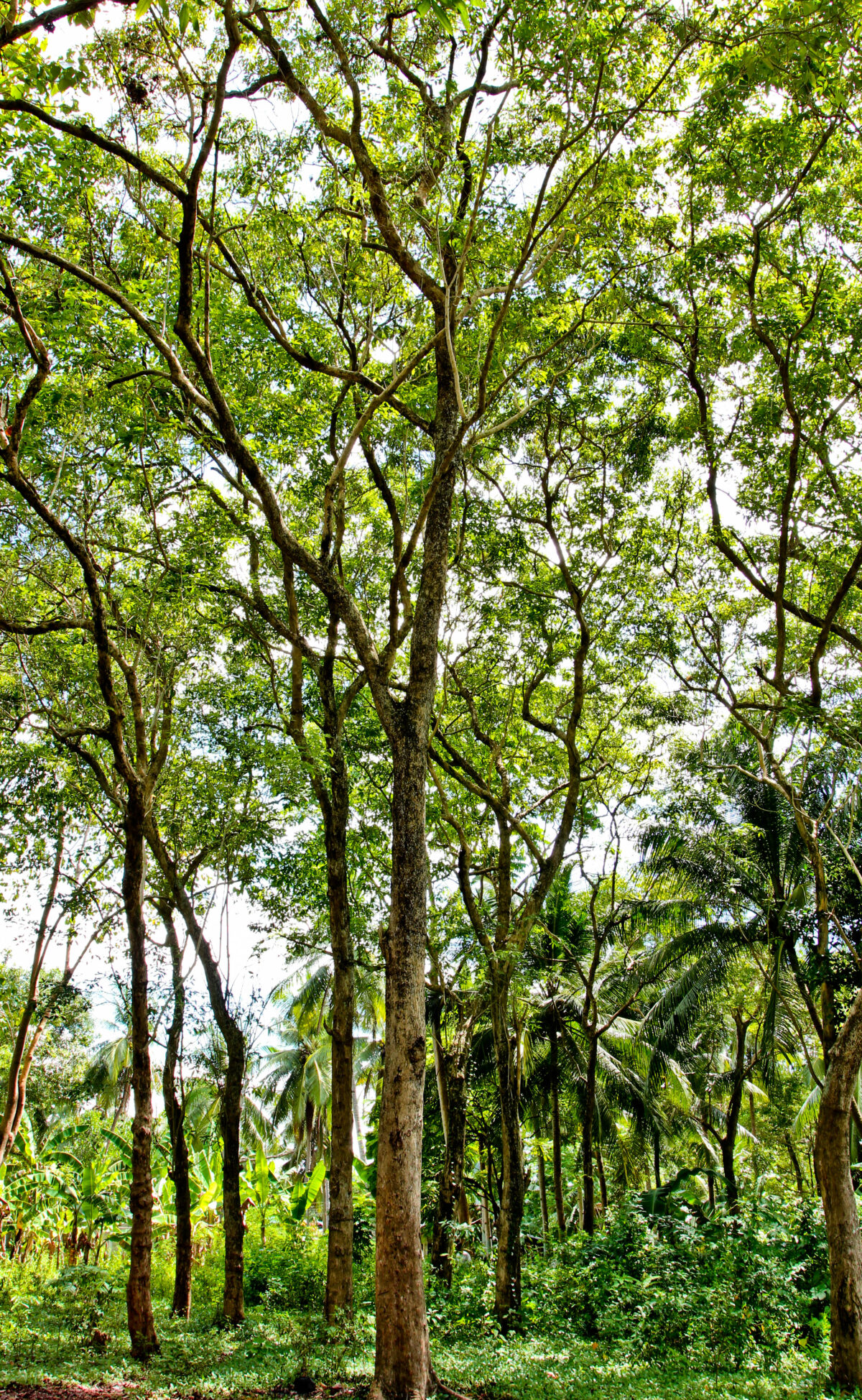 philippine trees names and pictures