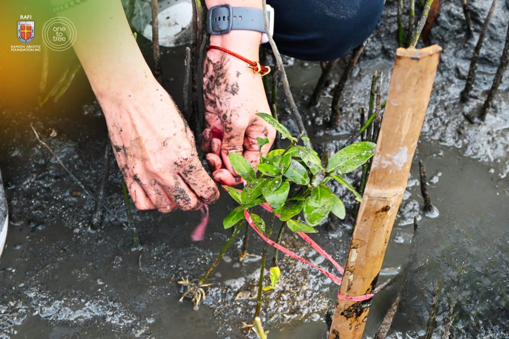 RAFI One to Tree planting a mangrove seedling