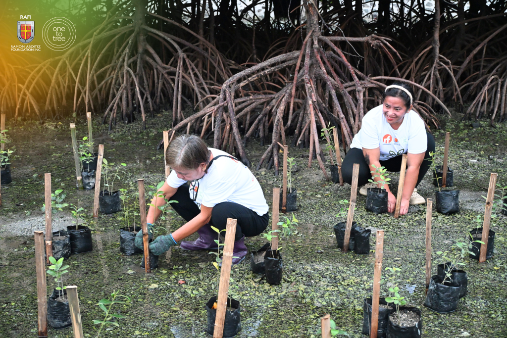 mangrove planting in the philippines