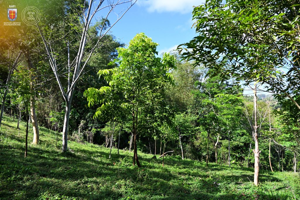 tree growing philippines