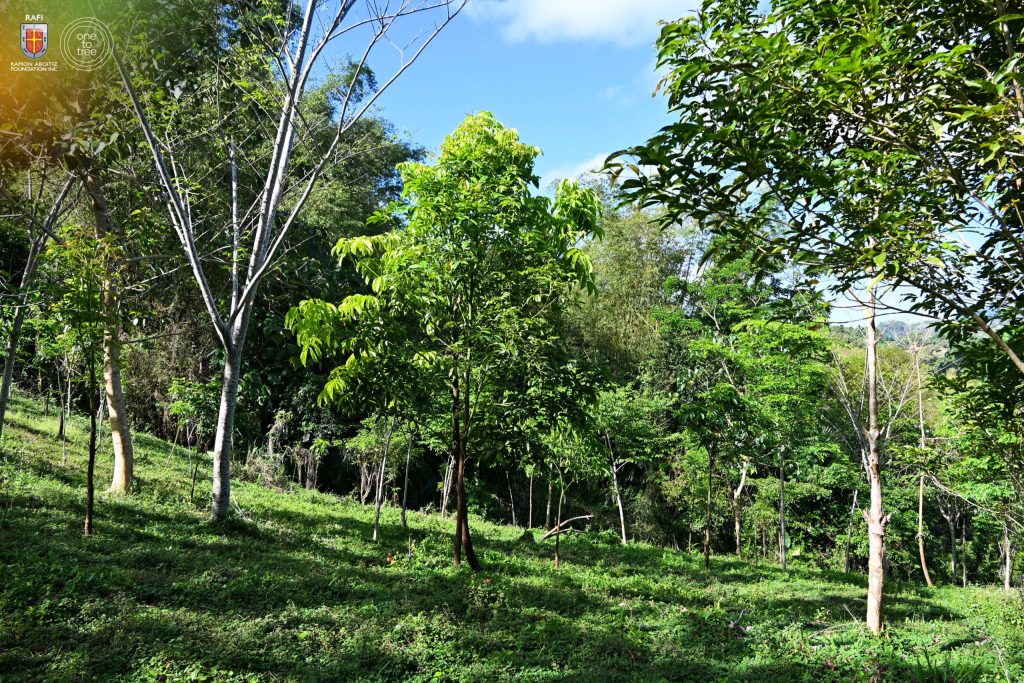 Trees planted last 2022 at Brgy. Guba, Cebu City, through the Agas Project in partnership with Coca-Cola Foundation Philippines, Inc. (photo taken March 2026)