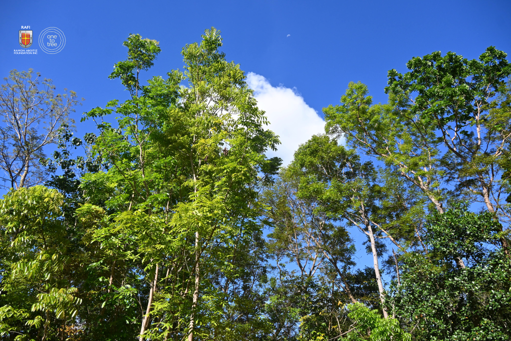 Tree Rows Philippines Tree Growing Philippines: Maintenance For Forest Recovery