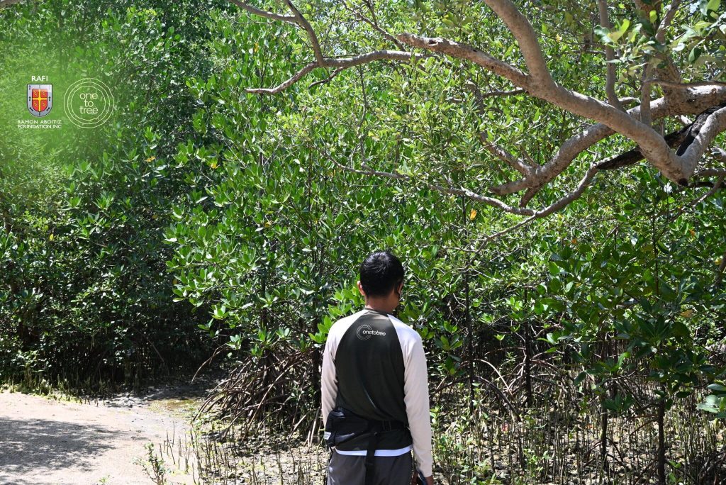 Person observing a healthy mangrove forest.