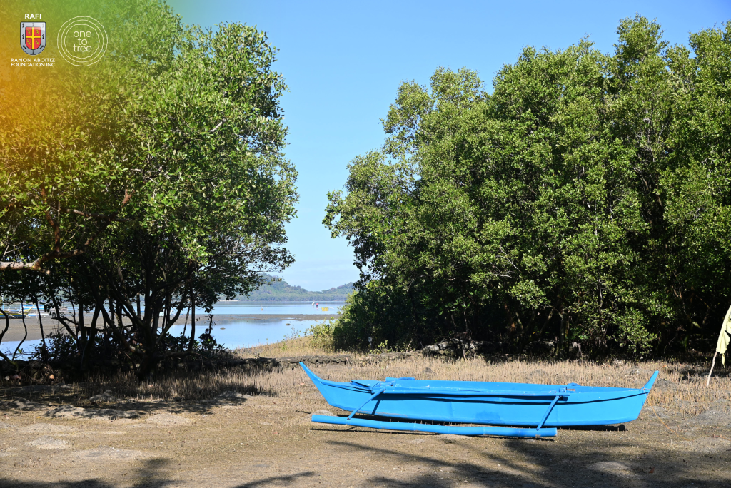 Mangrove forest