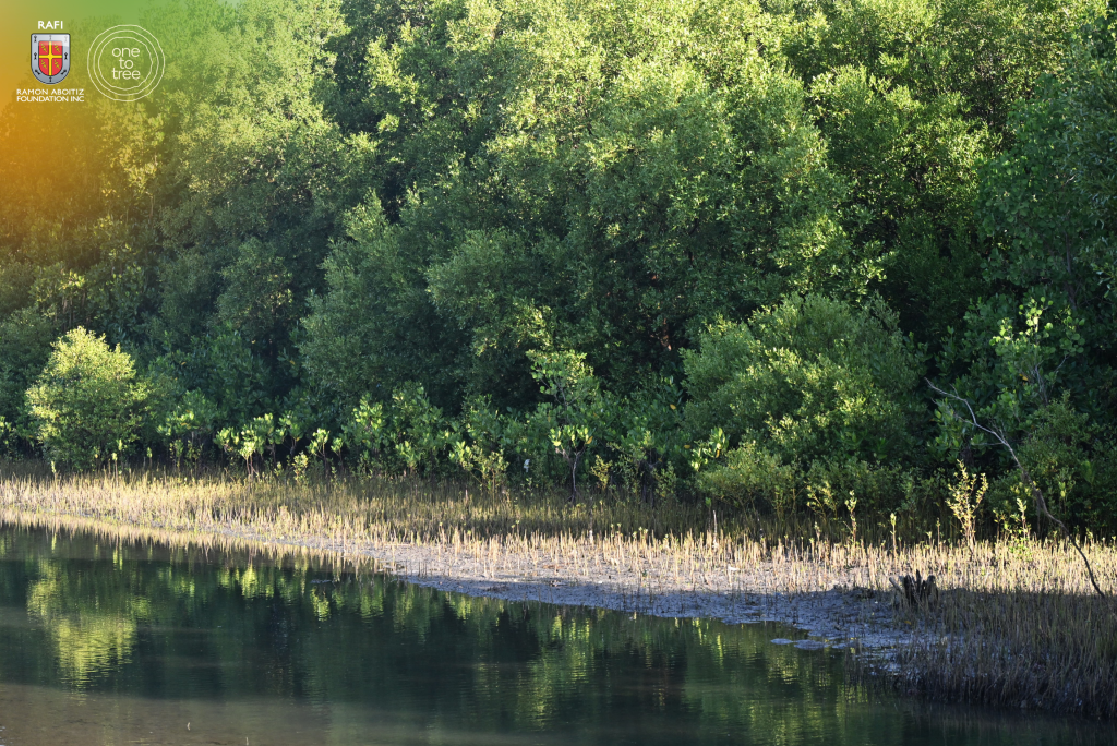 mangrove restoration