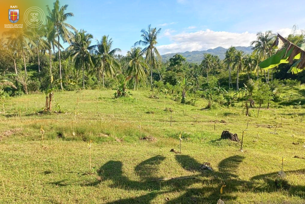 sustainability, tree growing