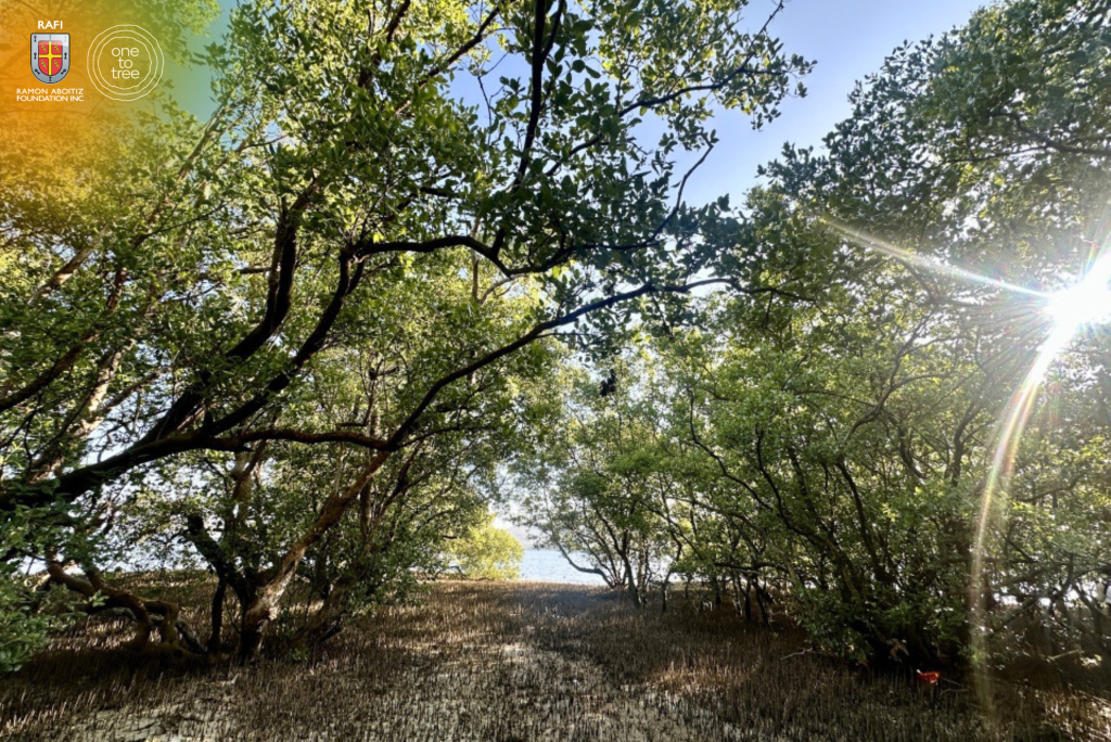 RAFI One to Tree mangroves