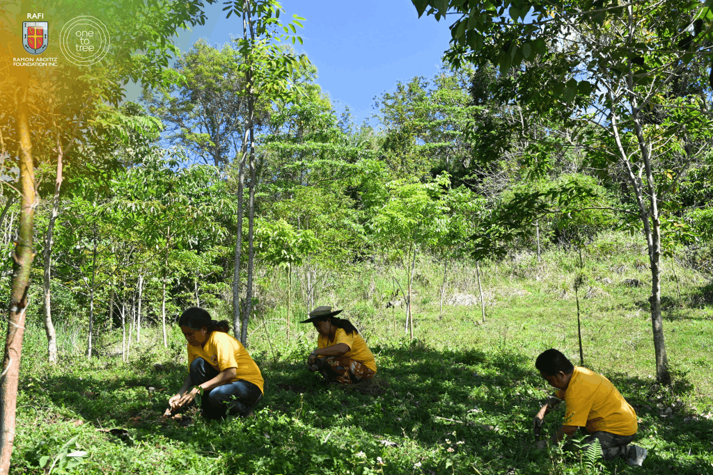 RAFI One to Tree Guba 1 1024x683 min