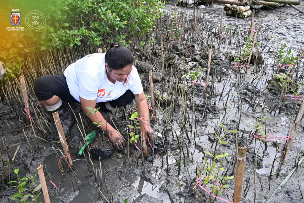 A woman plants mangrove seedlings in a muddy coastal wetland as part of a reforestation effort.