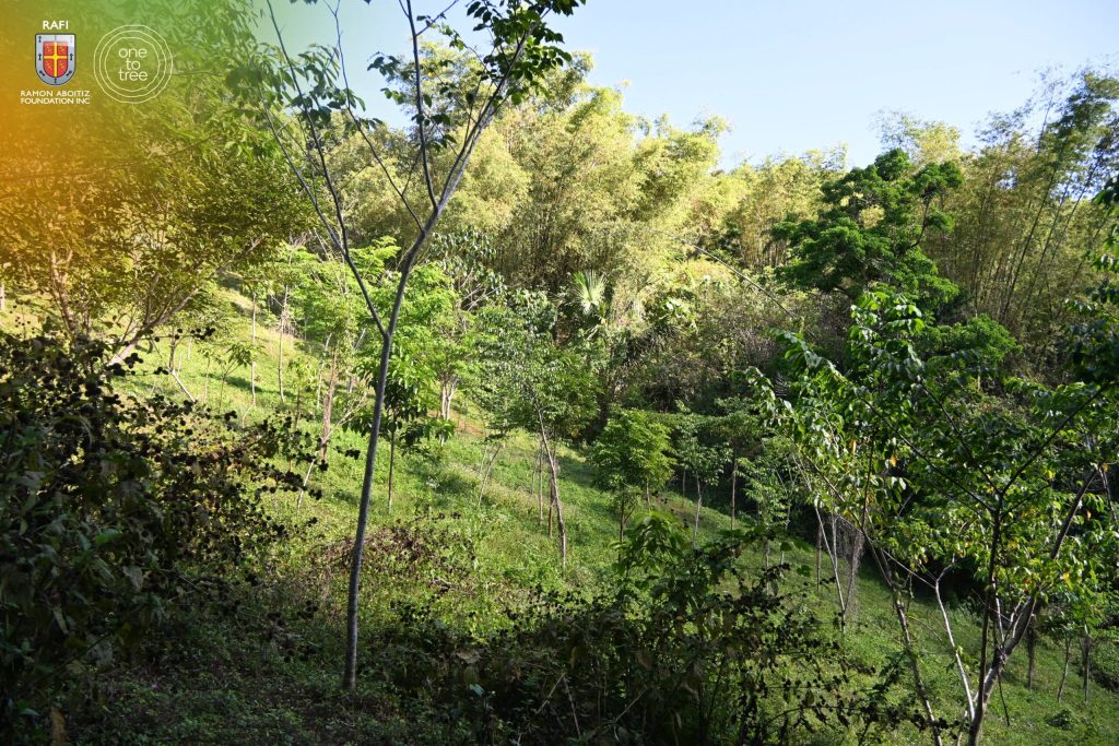 A thriving reforested hillside showcasing endemic species in the Philippines.
