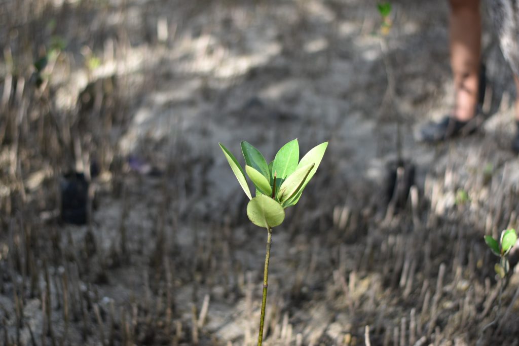 Young mangrove seedling growing in a coastal habitat.