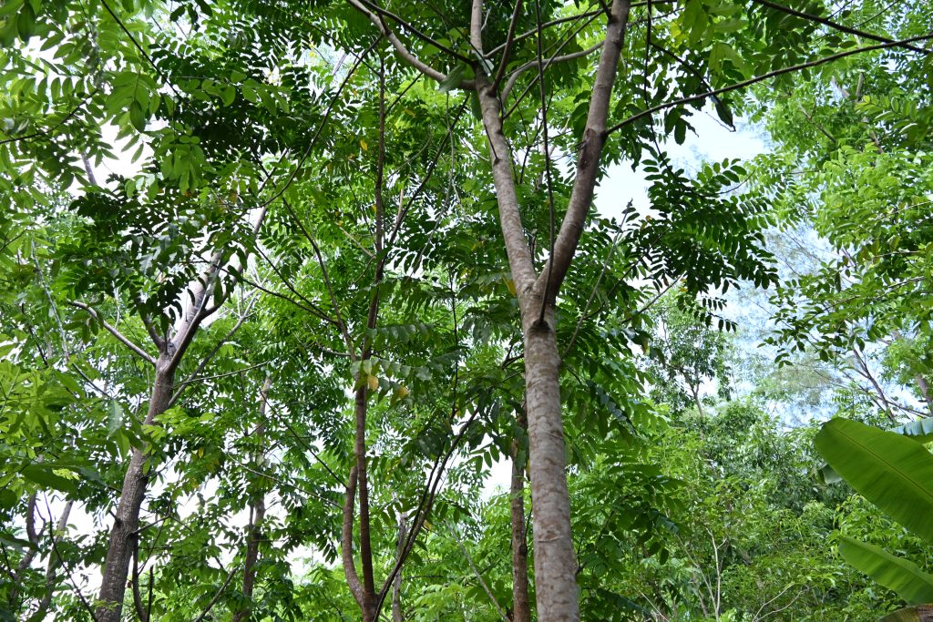 Beyond Arbor Day In The Philippines: Nature Starts With Trees