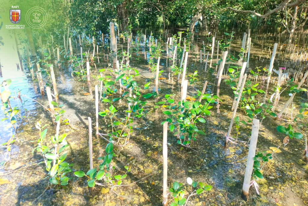 Mangrove restoration supporting forest cover recovery in the Philippines.