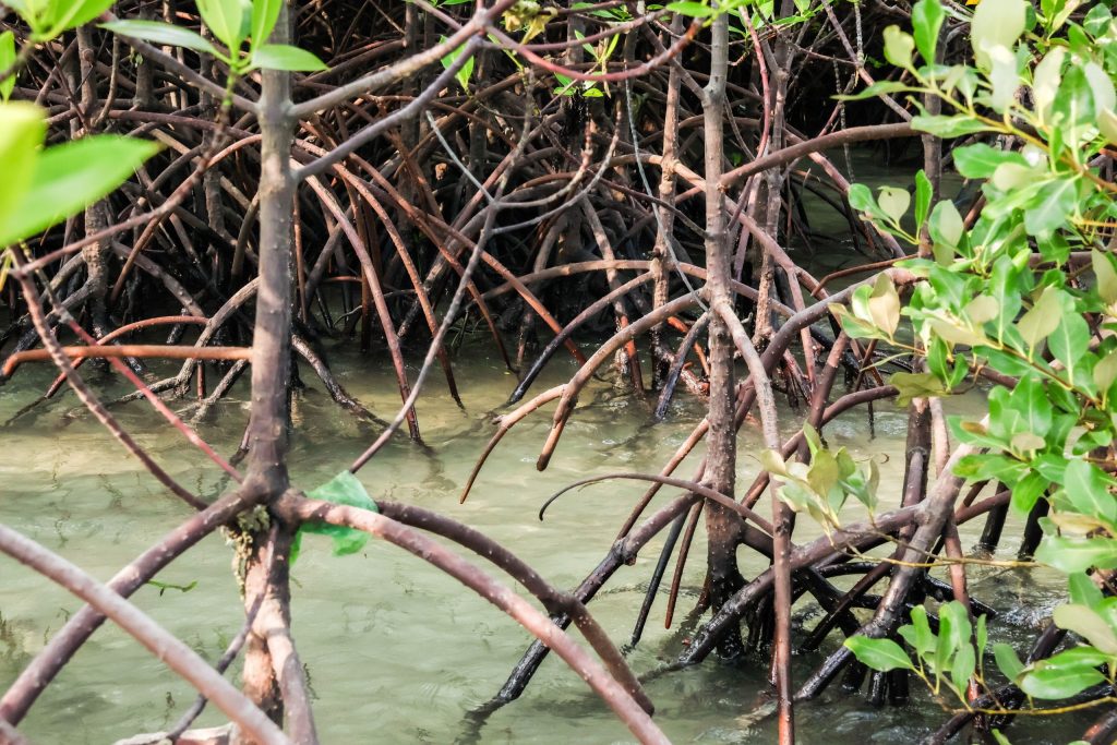Mangrove roots growing in shallow coastal waters.