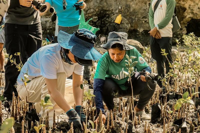 People planting mangrove seedlings to support corporate sustainability in the Philippines.