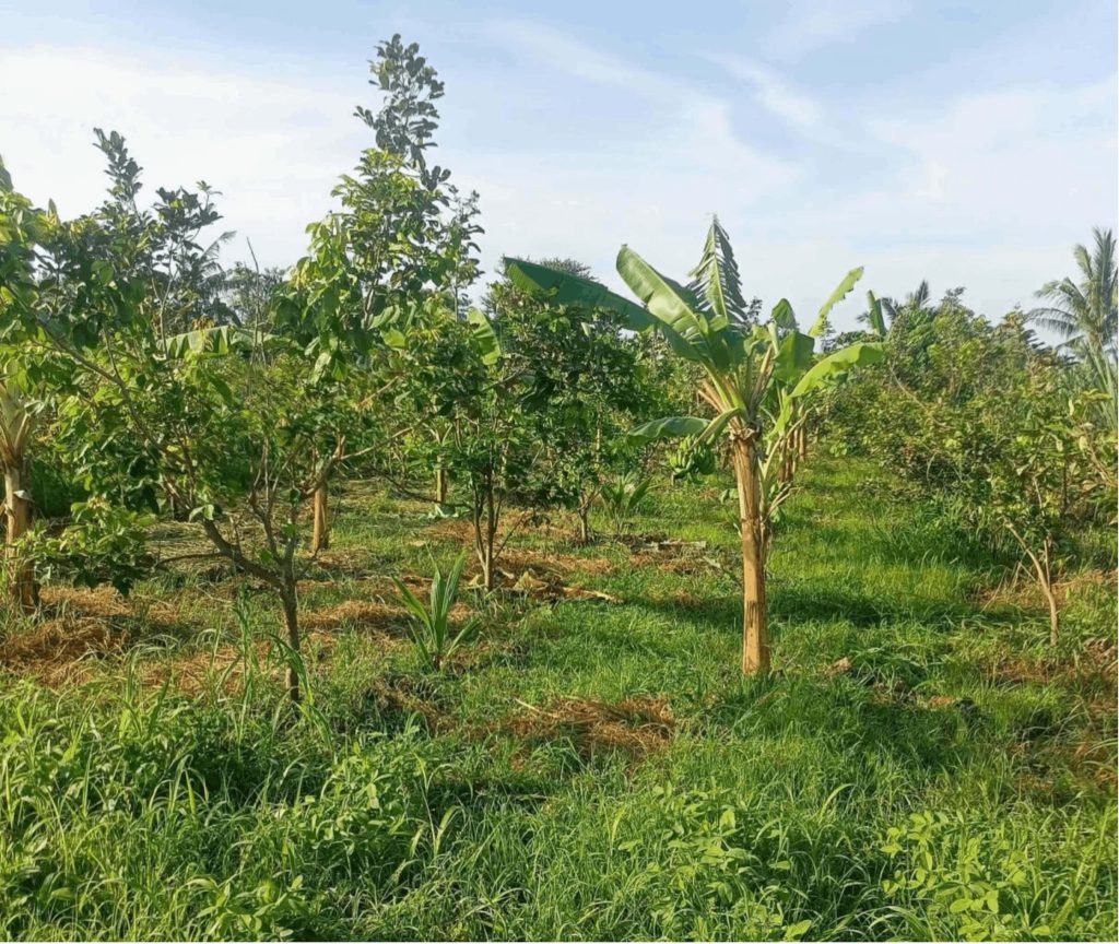 Fully grown trees