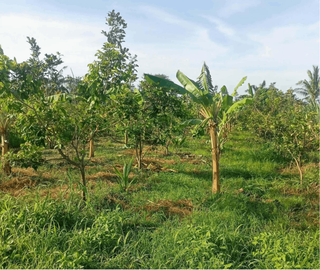 Fully grown trees