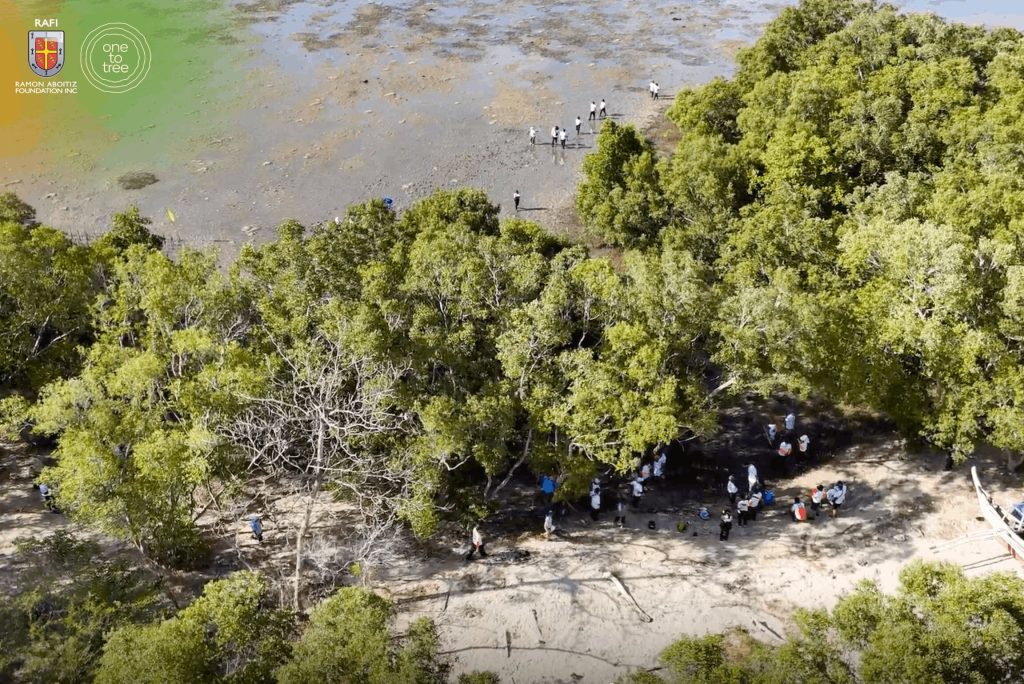 Aerial view of Mangroves