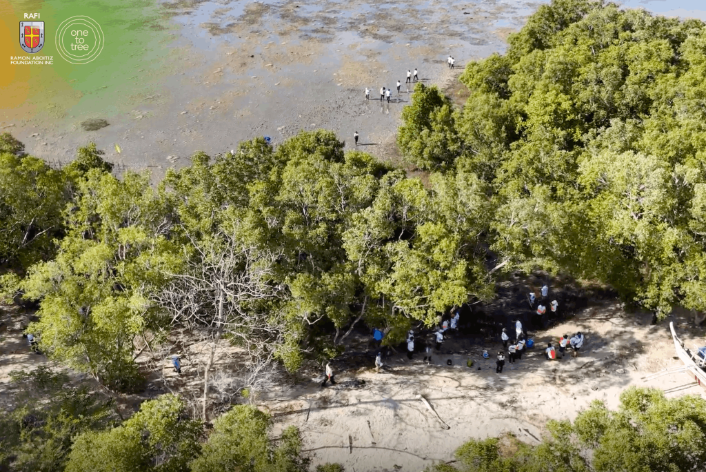Aerial view of Mangroves