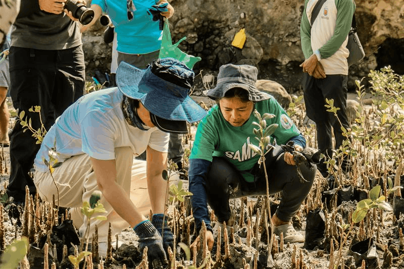 People planting mangrove seedlings to support corporate sustainability in the Philippines.