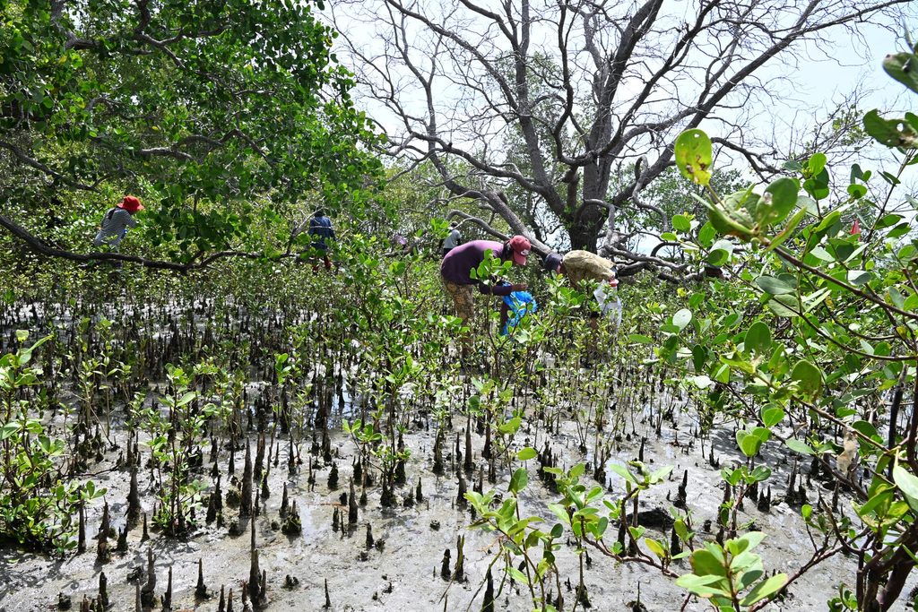 People caring for young mangroves in a coastal wetland.