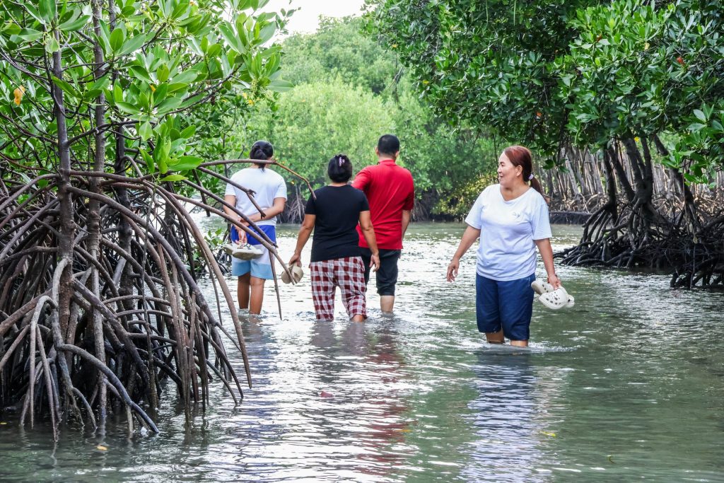 People exploring a mangrove ecosystem supporting forest restoration and SDGs.