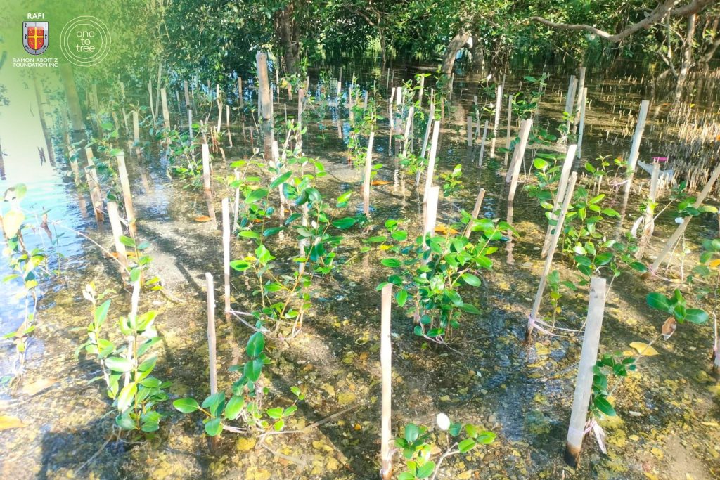 Mangrove restoration supporting forest cover recovery in the Philippines.