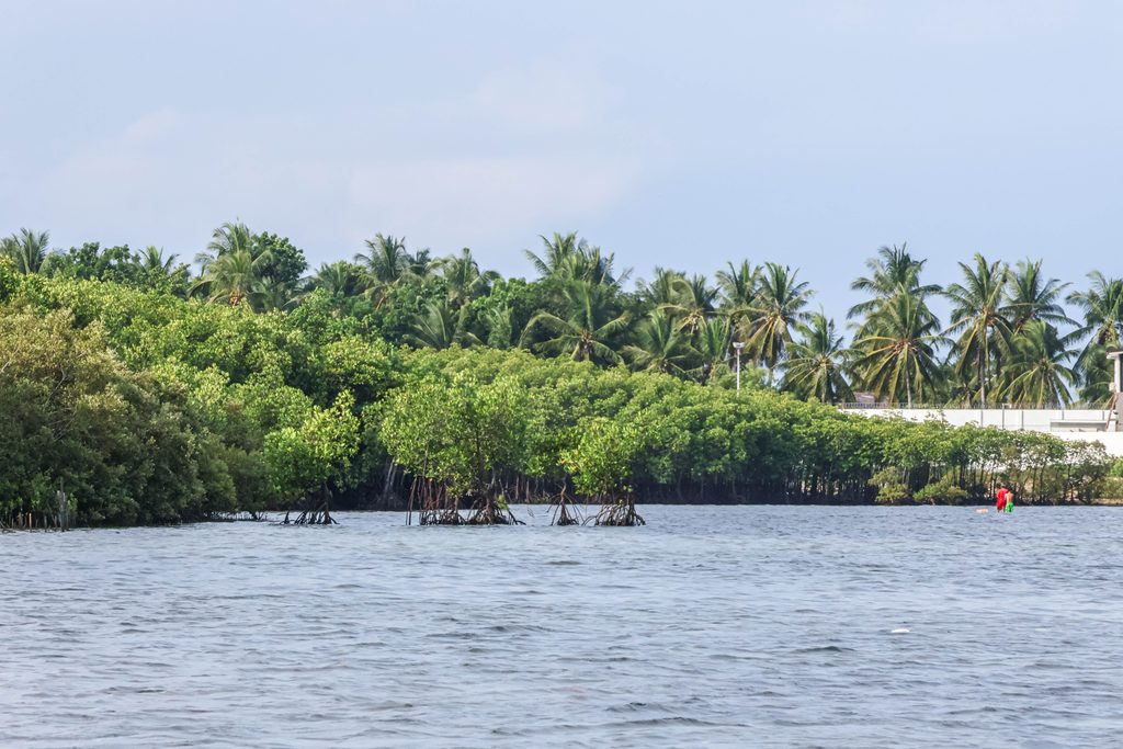 RAFI One to Tree supporting long-term forest restoration in the Philippines