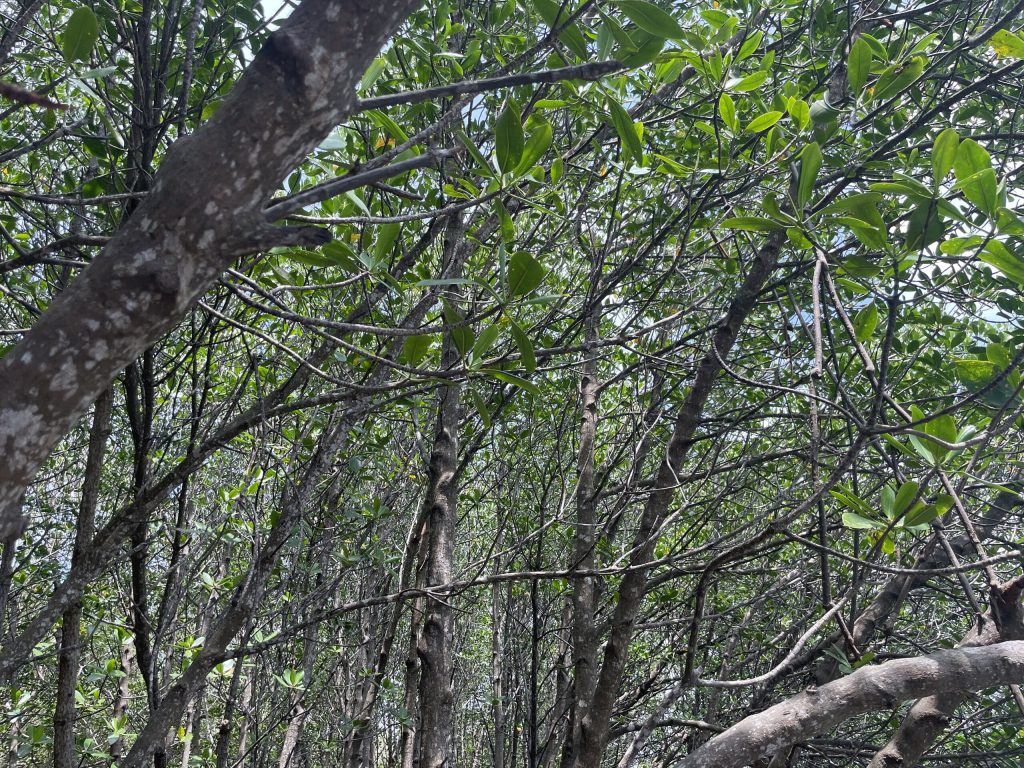 Green trees growing in a mangrove forest.