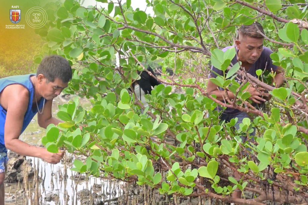 People inspecting and caring for mangrove trees along the shoreline.